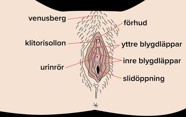 snoppen snippan 2